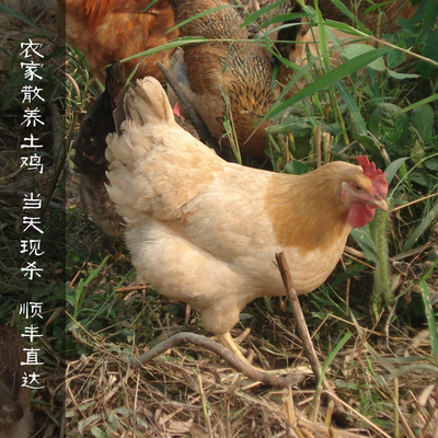 农家散养老母鸡
